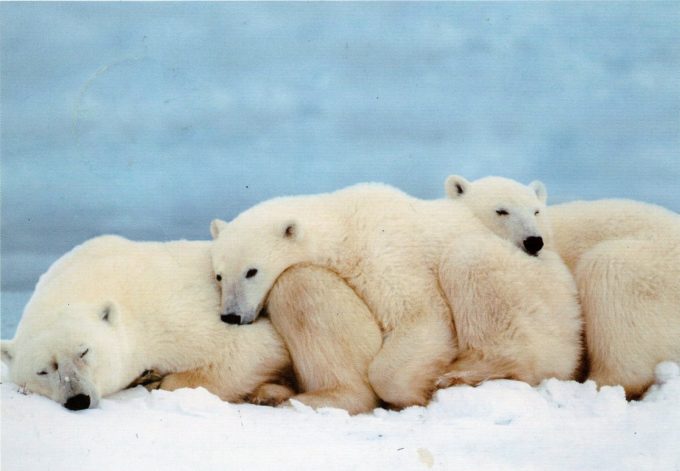 three cute polar bears