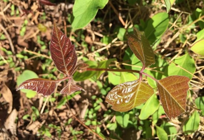 How Long Until Poison Ivy Rash Appears: How to Recognize Symptoms and Treat Rash