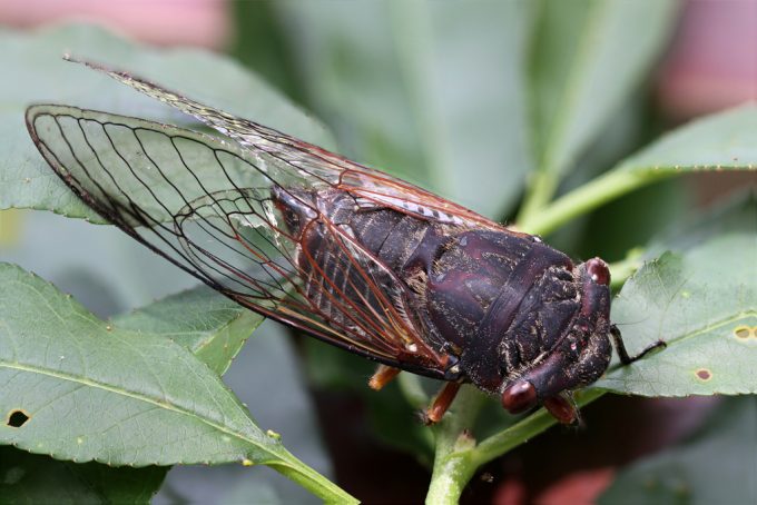 cicada black prince