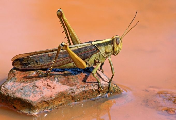 cricket on water