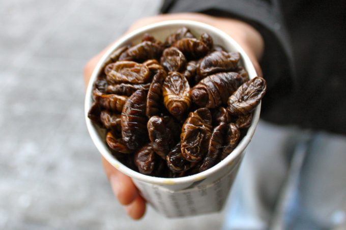 edible bugs in a cup