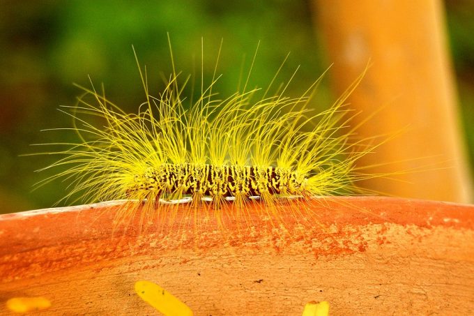 yellow hairy bug