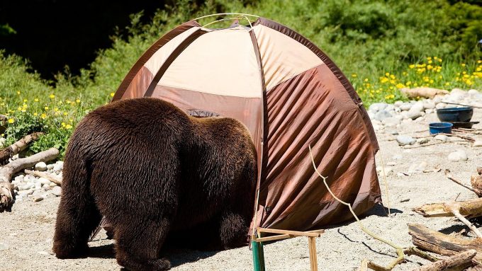 bear in tent