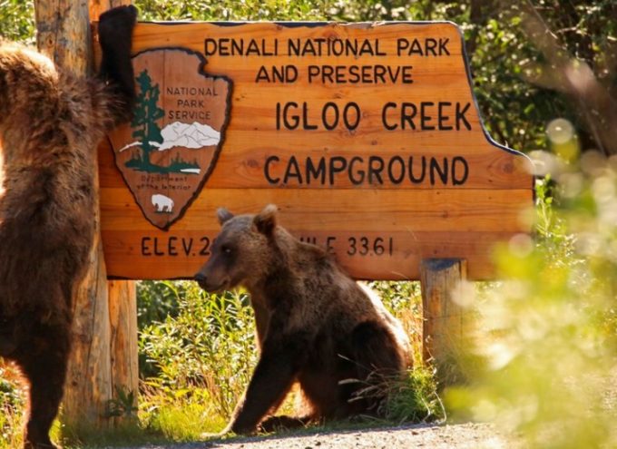 How to Keep Bears Away from Campsite: The Right Ways to Bear Proof Your Camp
