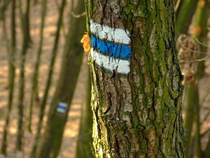 marked trail tree