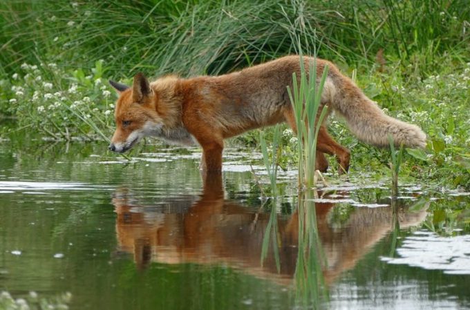 fox near water