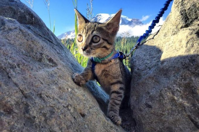 Cat Hiking in the Rocks