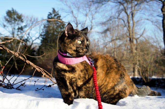 Cat Hiking in the Snow