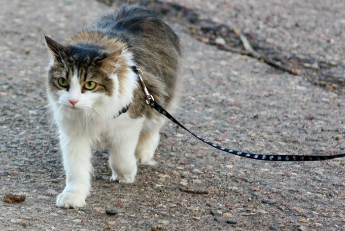 Cat is Hiking