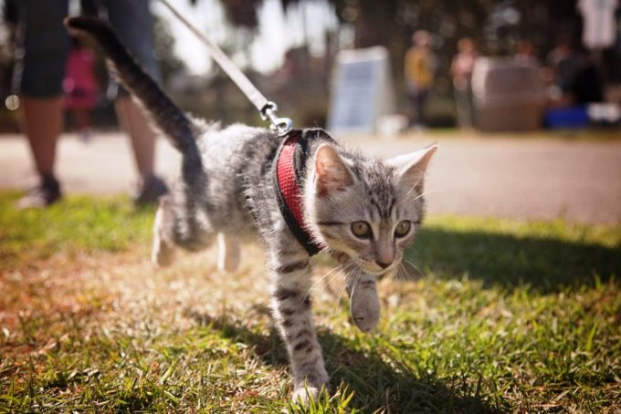 Hiking with Cats: How to Take Your Feline Friend on an Adventure