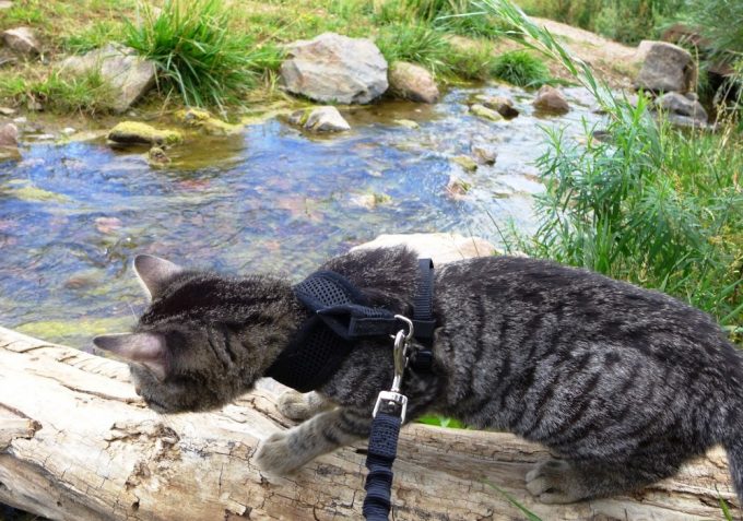 Hiking With Cat Near Water