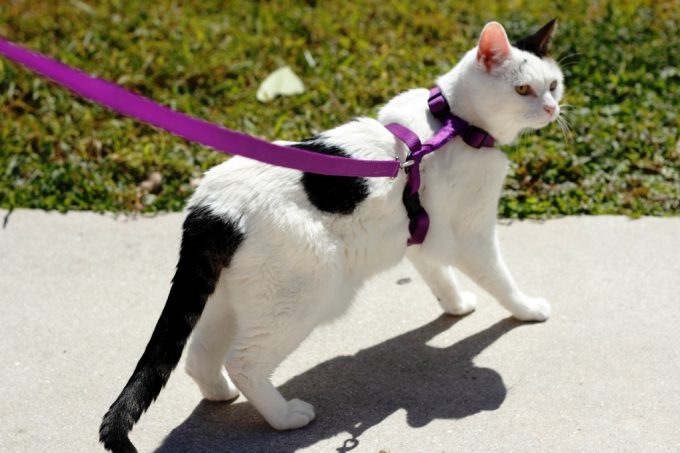 Leash Attached to a Harness